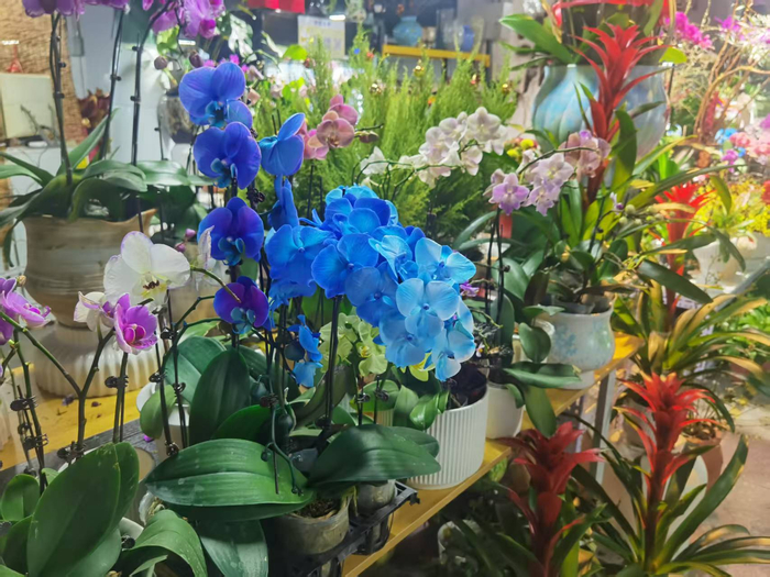 年宵花颜色十分丰富。李燕京/摄