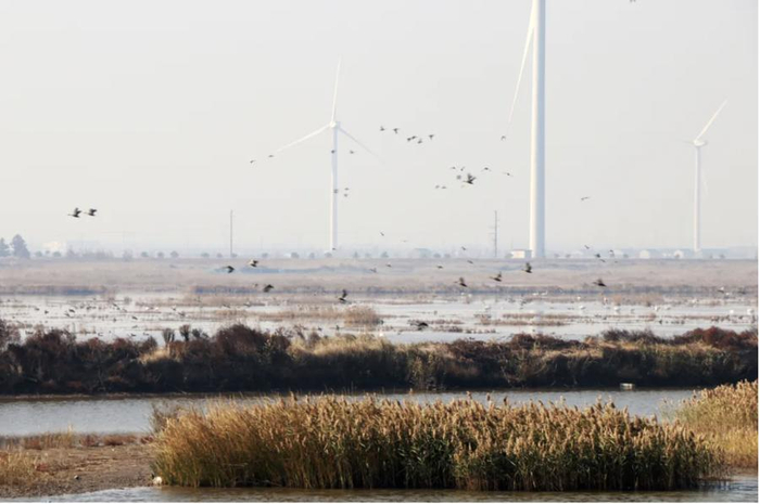 紧邻的崇明东滩，是观鸟的绝佳之处。