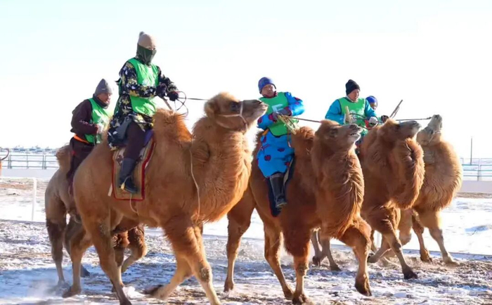 　骆驼比赛。