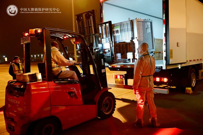 　　▽熊猫中心工作人员检查大熊猫“晓晓”状况