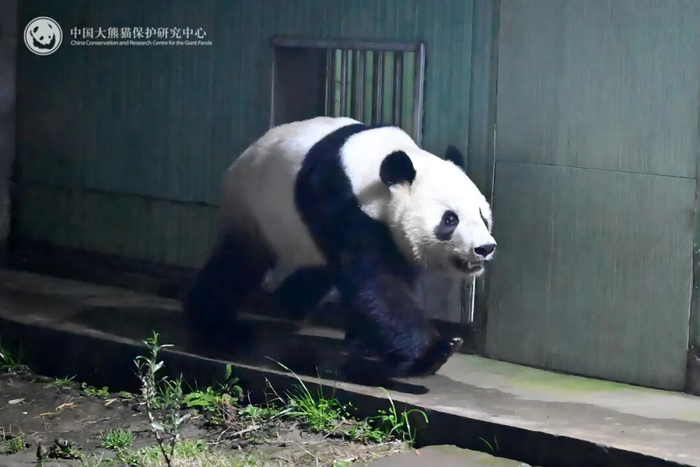 　　▽旅日大熊猫“蕾蕾”入住熊猫中心雅安基地