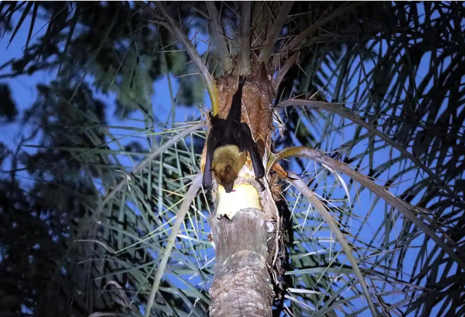　　△一只果蝠正在吸食生枣椰汁。