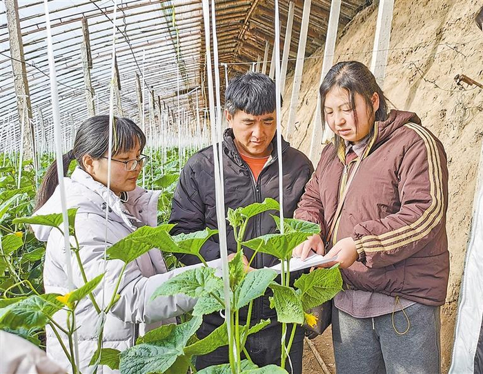     龙虎庄乡大青垡村蔬菜大棚内，气象和农业专家为农户种植的黄瓜“把脉问诊”。    本报记者 盛嘉敏 本报通讯员 王洁 庞趁友 摄