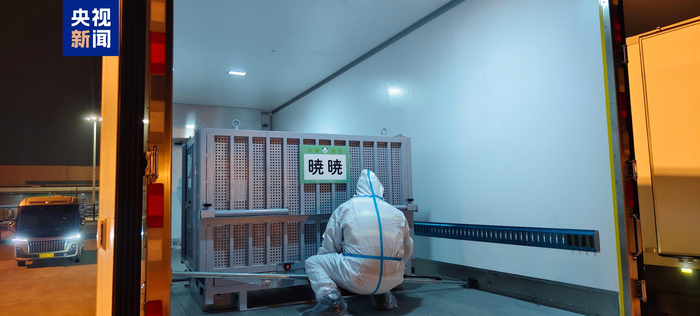 旅日大熊猫“晓晓”“蕾蕾”装运上车