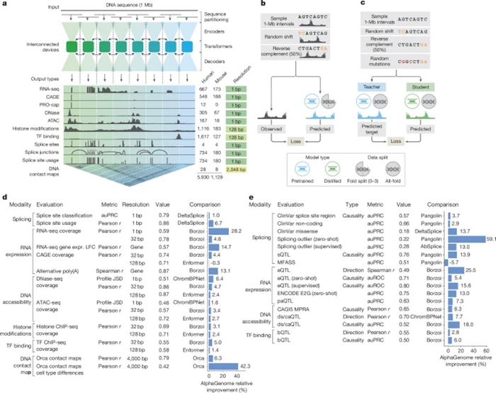 ▲AlphaGenome模型架构、训练方案和综合评估性能