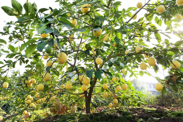 缀满枝头的柠檬果。（吴坤忠 摄）