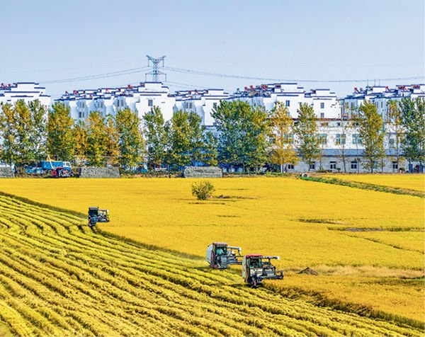 2025年11月3日，江苏省宿迁市，田间多台收割机往来穿梭