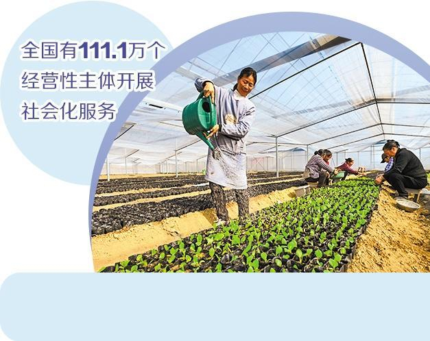 江西省宜春市袁州区飞剑潭乡陈源村村民在蔬菜种植基地内培育蔬菜幼苗。　周　亮摄（新华社发）