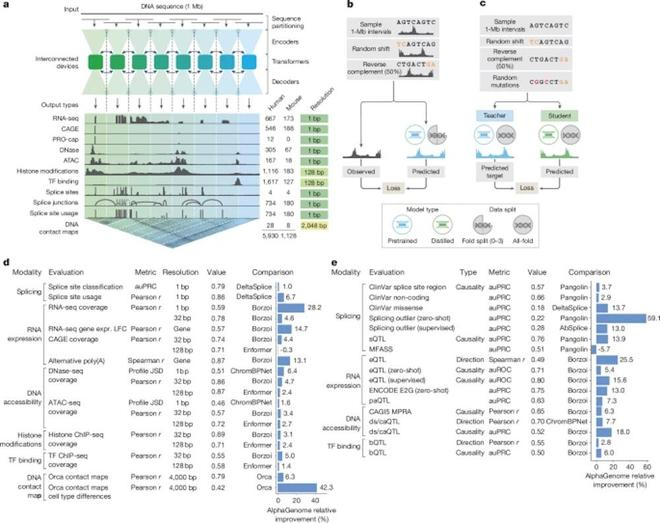 ▲AlphaGenome模型架构、训练方案和综合评估性能