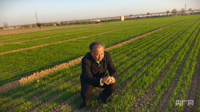 茹振钢在田间查看冬小麦苗情（央广网记者 郝振青 摄）