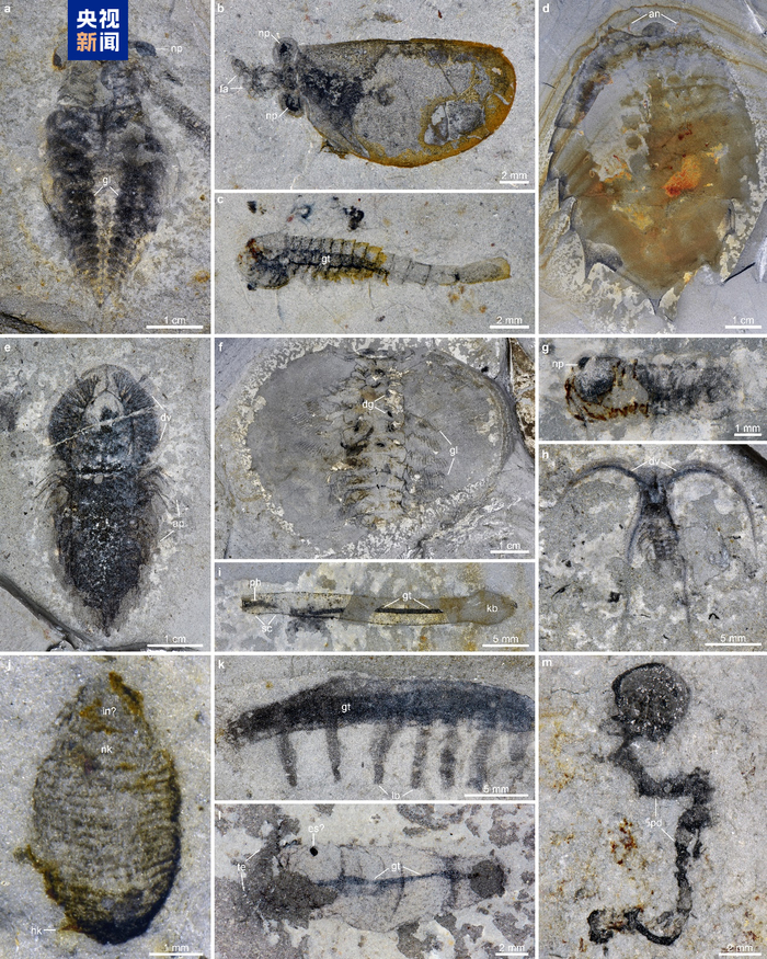 　△花垣生物群代表性化石