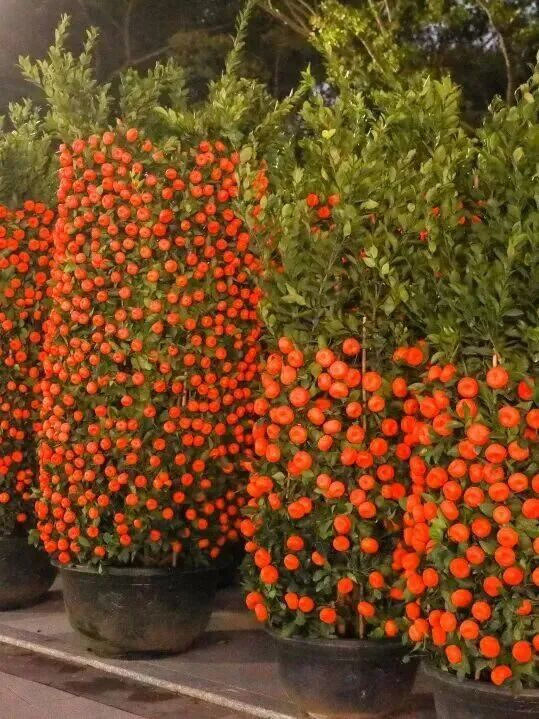 花市（资料图）