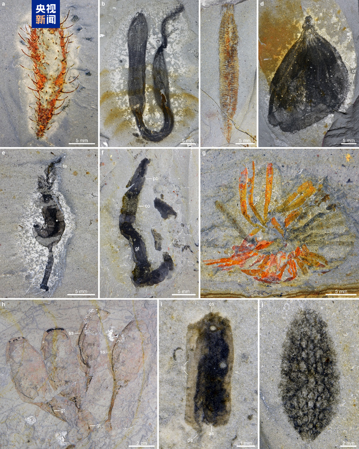 　△花垣生物群代表性化石