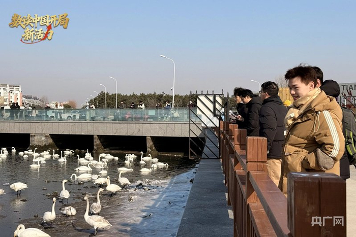 游客在天鹅湖观赏天鹅（央广网记者 李舜 摄）