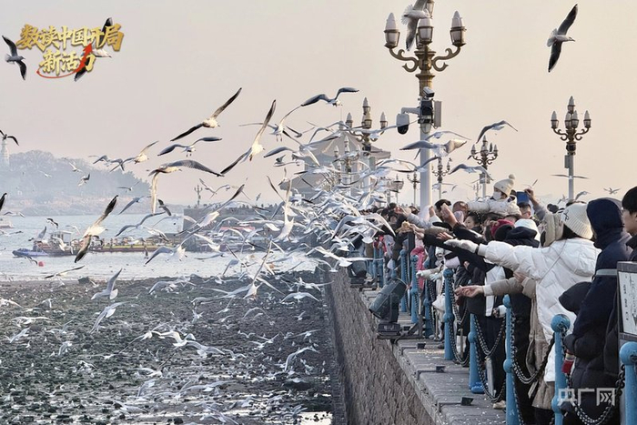青岛栈桥的海鸥吸引大量游客驻足停留（央广网记者 李舜 摄）