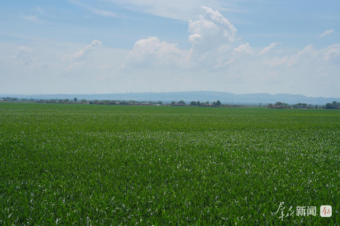 榆林市靖边县的玉米高产示范田。资料照片
