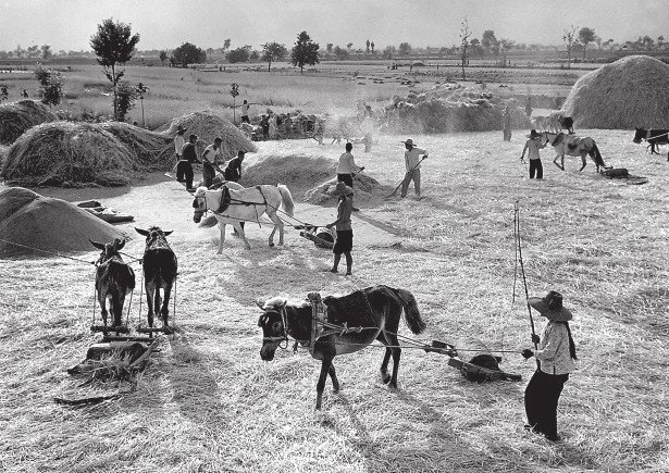 1965年，林县农民正在打场。 杨丙文 摄