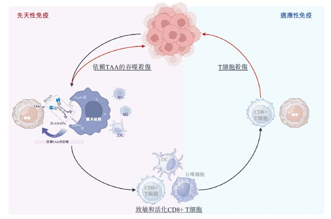 图:BiME®作用机制