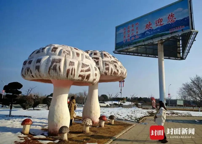 “泌阳花菇”是当地支柱产业，两位市民在拍雪景 摄影李兴罡
