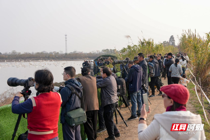 东古湖栖息着各类珍稀鸟类，吸引大批摄影爱好者前来拍摄。摄影/周洋