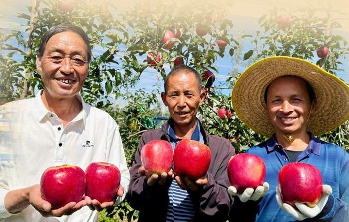 昭通早熟苹果甜蜜上市。通讯员 王秋静 摄