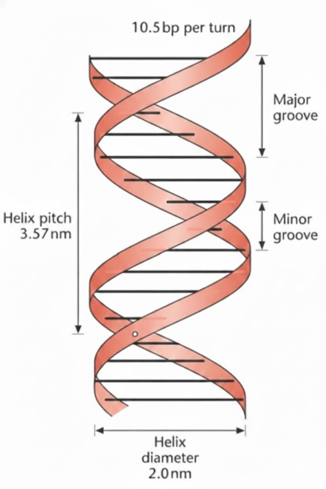 DNA 双螺旋结构示意图展示了 B 型 DNA 的结构参数，DNA 双螺旋每 10.5 个碱基对旋转一圈。