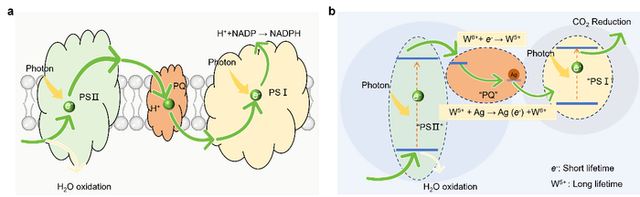 △图1 模仿植物光合作用的电子存储工作机制