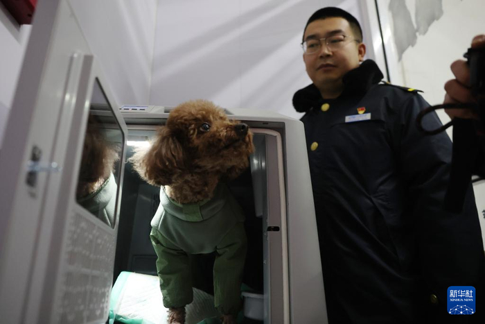 2月1日，在中铁快运兰州西站营业部宠物交接区，一只小狗进入高铁宠物运输专用箱等待托运。新华社记者 陈斌 摄