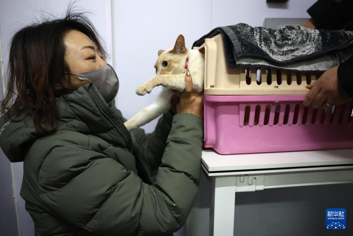 2月1日，在中铁快运兰州西站营业部宠物交接区，一只小猫在托运前与主人互动。新华社记者 陈斌 摄
