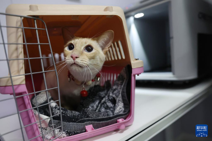 2月1日，一只小猫在中铁快运兰州西站营业部宠物交接区准备进入高铁宠物运输专用箱。新华社记者 陈斌 摄