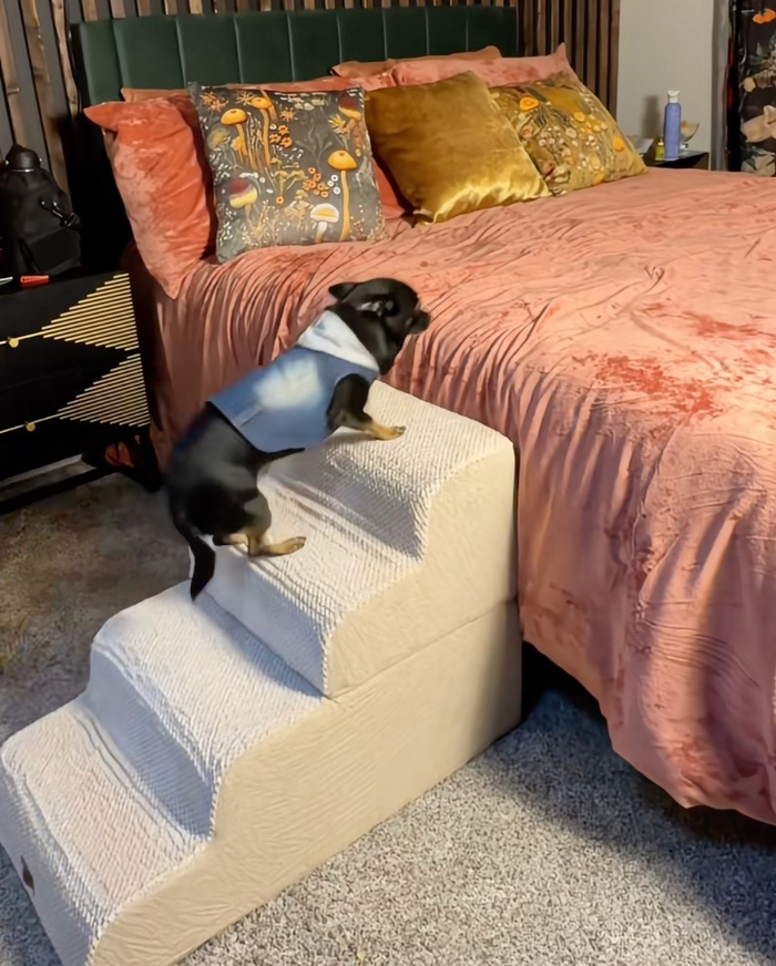 Made4Pets坡面宠物楼梯 图片来自TikTok
