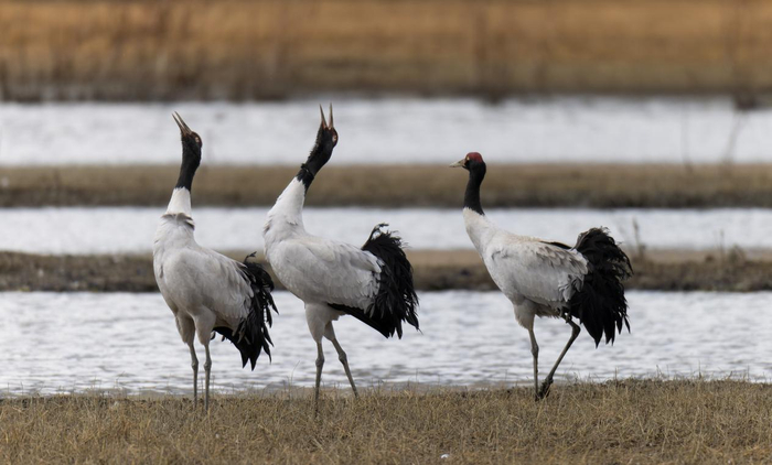 黑颈鹤。罗俊 摄