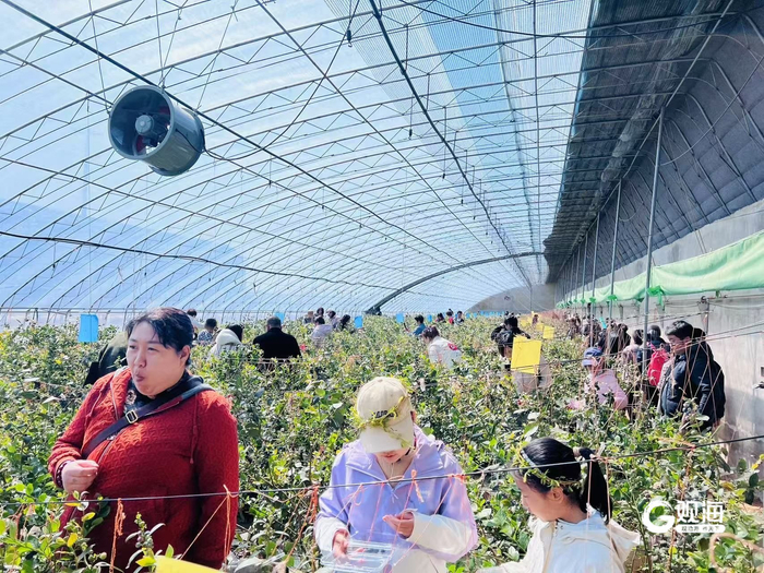 市民在大棚里采摘蓝莓。