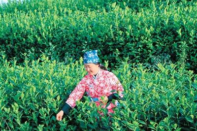 图为在江安县怡乐镇的茶山上，茶农在采摘新茶。
