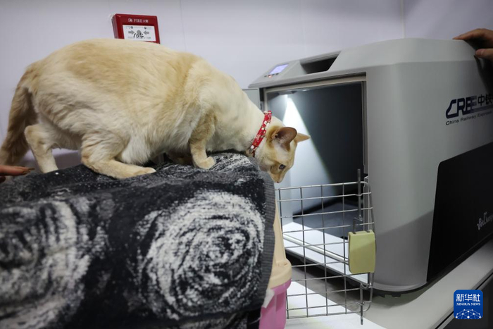 2月1日，在中铁快运兰州西站营业部宠物交接区，一只小猫准备进入高铁宠物运输专用箱。新华社记者 陈斌 摄