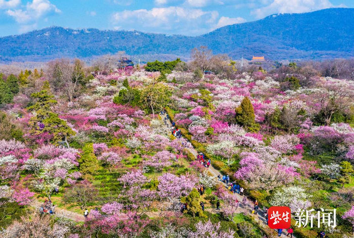 梅花山（资料图）