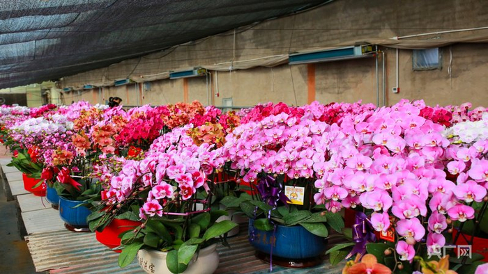 温室大棚里各类品种的蝴蝶兰争奇斗艳（央广网记者  杨亚东  摄）