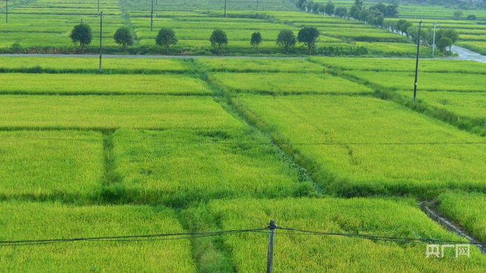 井冈山市罗浮镇丰田村的红米种植基地（图片摄于2025年4月  井冈山市农业农村局供图）