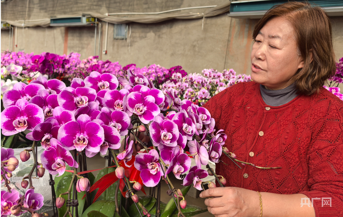 王晓丽介绍蝴蝶兰的品种（央广网记者  邵玉琴  摄）