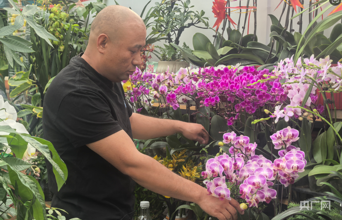 花卉经营者任利钧整理蝴蝶兰盆栽（央广网记者  邵玉琴  摄）