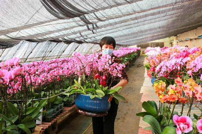 工作人员正在打包待售的蝴蝶兰（央广网记者  杨亚东  摄）