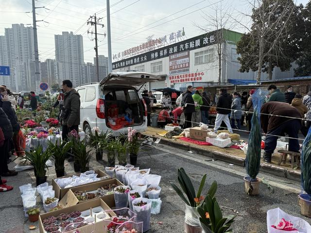 滁州狗市有不少销售花木的摊主。巩持平摄