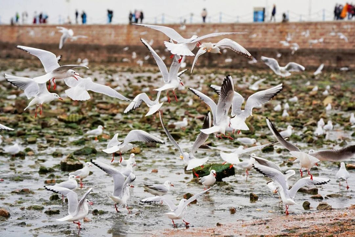 ���꣬���ൺԽ���ĺ�Ÿ�����ﵽ��ֵ�����������ο�ǰ����