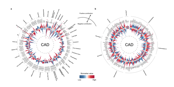 （图6. 代谢物和蛋白质在心血管疾病风险预测中的相对贡献。a. 代谢物的预测贡献；b. 蛋白质的预测贡献。）