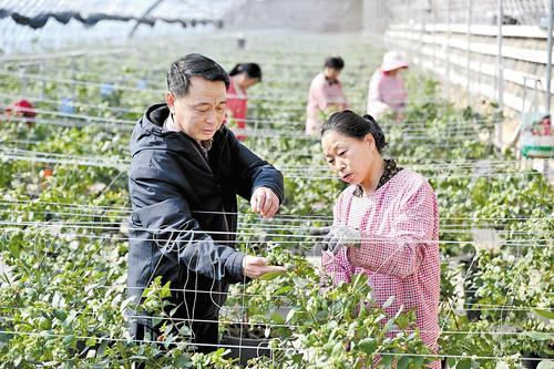     2月2日，衡水市冀州区西午村，李军（左）在大棚里查看蓝莓长势。本报记者 焦 磊摄