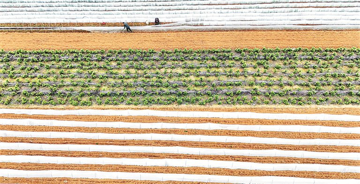 图为2月4日，广西壮族自治区忻城县城关镇板河村农民在田间劳作。 图片来源：视觉中国