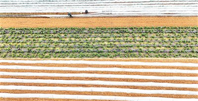 图为2月4日，广西壮族自治区忻城县城关镇板河村农民在田间劳作。 图片来源：视觉中国