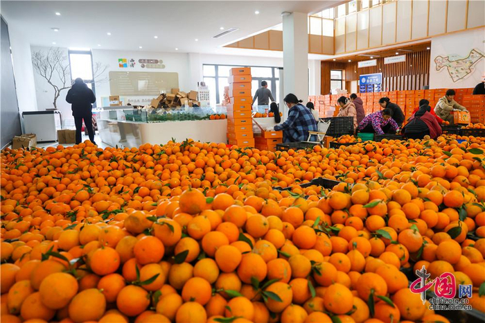 红美人柑橘喜获丰收。万正初 摄