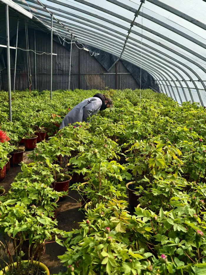 张宇的牡丹花种植在自己致富的同时，也带动村民增收，图为附近村民在做花卉养护工作