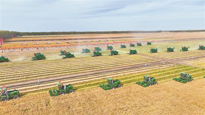 北大荒集团秋收期间多台大型农机协同作业（资料片）。 朱兆璐摄